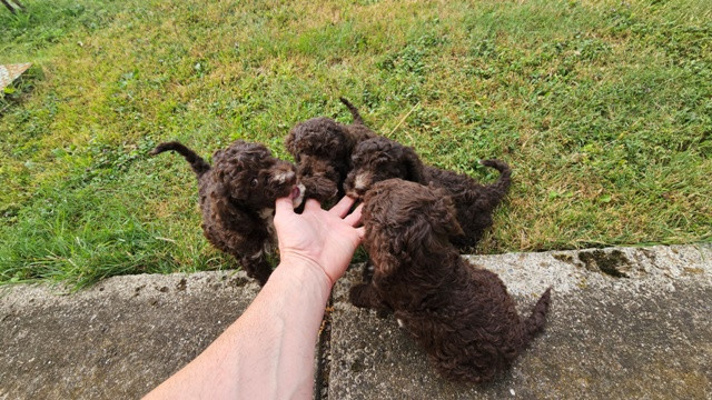 lagotto-romagnolo-stenci-big-3