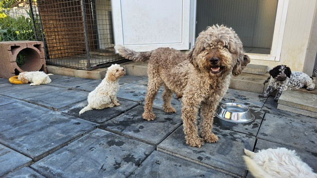 lagotto-romagnolo-stenci-big-4
