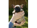 francuski-buldog-prelepi-stenci-small-3