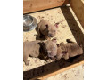 american-bully-exzotik-mikro-stenci-small-1