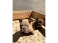 american-bully-exzotik-mikro-stenci-small-2