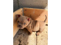 american-bully-exzotik-mikro-stenci-small-3