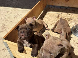 american-bully-exzotik-mikro-stenci