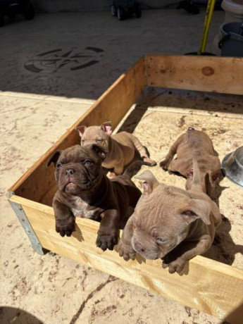 american-bully-exzotik-mikro-stenci-big-0