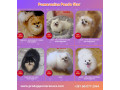 pomeranac-odgajivacnica-na-prodaju-small-1