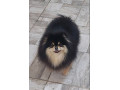 pomeranac-odgajivacnica-na-prodaju-small-2