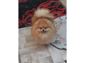 pomeranac-odgajivacnica-na-prodaju-small-3
