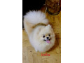 pomeranac-odgajivacnica-na-prodaju-small-4