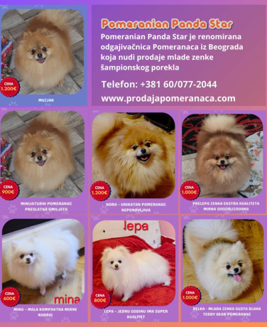 pomeranac-odgajivacnica-na-prodaju-big-0