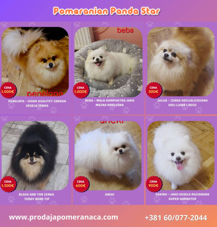 pomeranac-odgajivacnica-na-prodaju-big-1