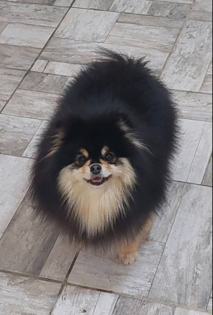 pomeranac-odgajivacnica-na-prodaju-big-2