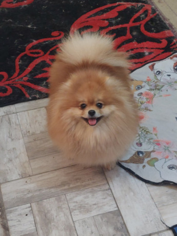 pomeranac-odgajivacnica-na-prodaju-big-3