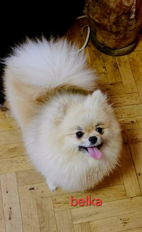 pomeranac-odgajivacnica-na-prodaju-big-4