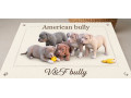 american-bully-pocket-lilac-stenci-small-0
