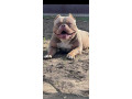 american-bully-pocket-lilac-stenci-small-2