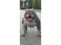american-bully-pocket-lilac-stenci-small-3
