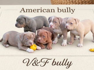 american-bully-pocket-lilac-stenci