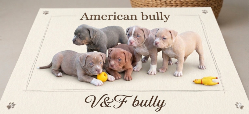 american-bully-pocket-lilac-stenci-big-0
