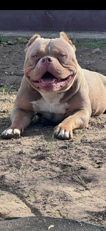 american-bully-pocket-lilac-stenci-big-2