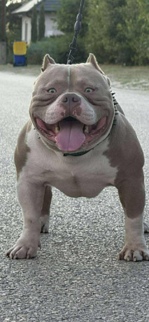 american-bully-pocket-lilac-stenci-big-3