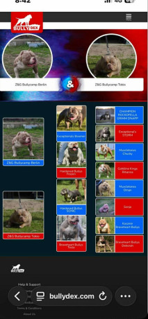 american-bully-pocket-lilac-stenci-big-4