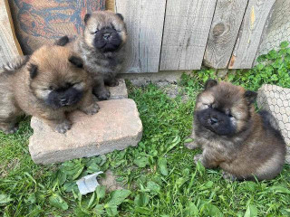 chow-chow-stenci