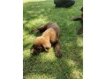 cokoladni-labrador-small-1