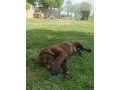 cokoladni-labrador-small-2