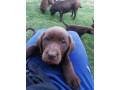 cokoladni-labrador-small-3
