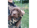 cokoladni-labrador-small-4