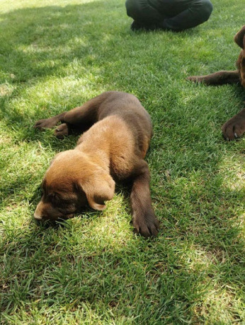 cokoladni-labrador-big-1
