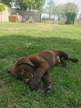 cokoladni-labrador-big-2