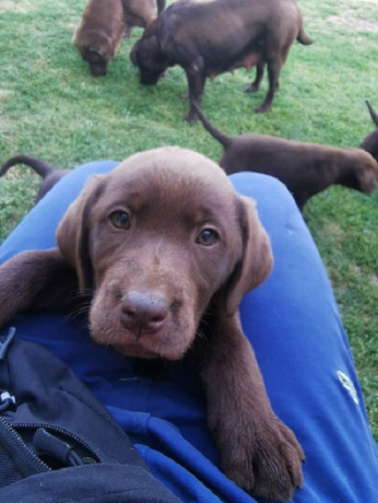 cokoladni-labrador-big-3