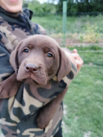 cokoladni-labrador-big-4