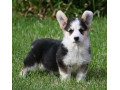 velski-korgiwelsh-corgi-pembroke-small-1