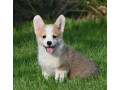 velski-korgiwelsh-corgi-pembroke-small-2
