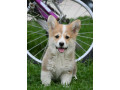 velski-korgiwelsh-corgi-pembroke-small-3