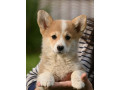 velski-korgiwelsh-corgi-pembroke-small-4
