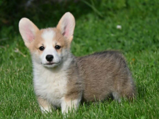 velski-korgiwelsh-corgi-pembroke