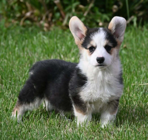 velski-korgiwelsh-corgi-pembroke-big-1