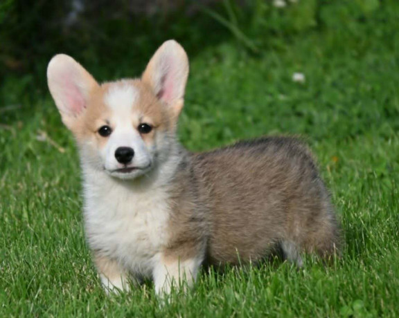 velski-korgiwelsh-corgi-pembroke-big-0