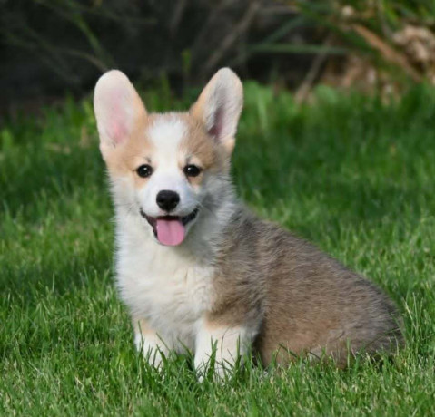 velski-korgiwelsh-corgi-pembroke-big-2