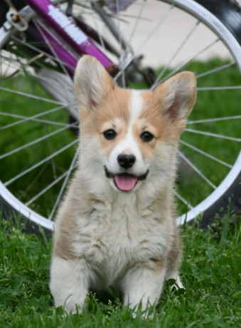 velski-korgiwelsh-corgi-pembroke-big-3