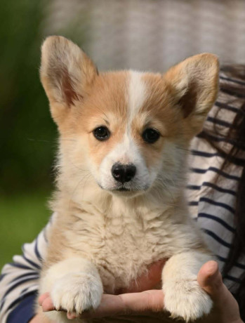 velski-korgiwelsh-corgi-pembroke-big-4
