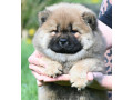 chow-chow-cau-cau-cau-cau-small-0