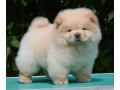chow-chow-cau-cau-cau-cau-small-1