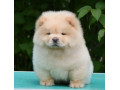 chow-chow-cau-cau-cau-cau-small-2