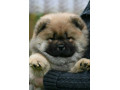 chow-chow-cau-cau-cau-cau-small-3