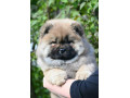 chow-chow-cau-cau-cau-cau-small-4