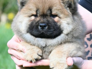 chow-chow-cau-cau-cau-cau